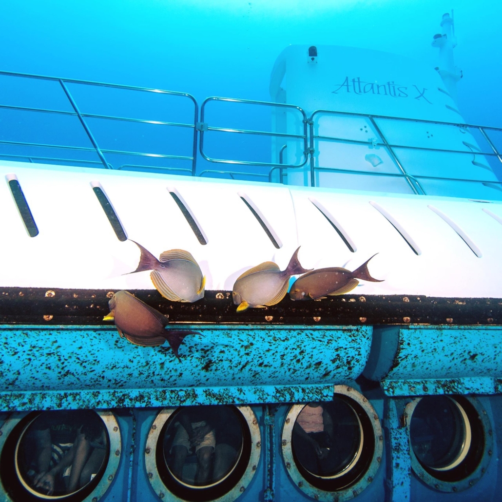 atlantisadventures waikiki submarine explorer tour fish slide