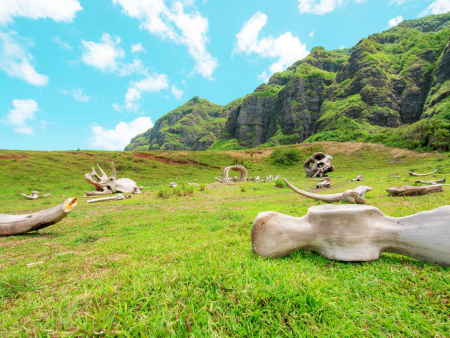 explore hawaii best movie tour kualoa product images