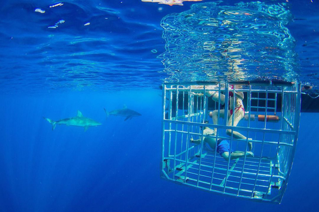 haleiwasharktours oahu shark cage snorkel family friend cage in water