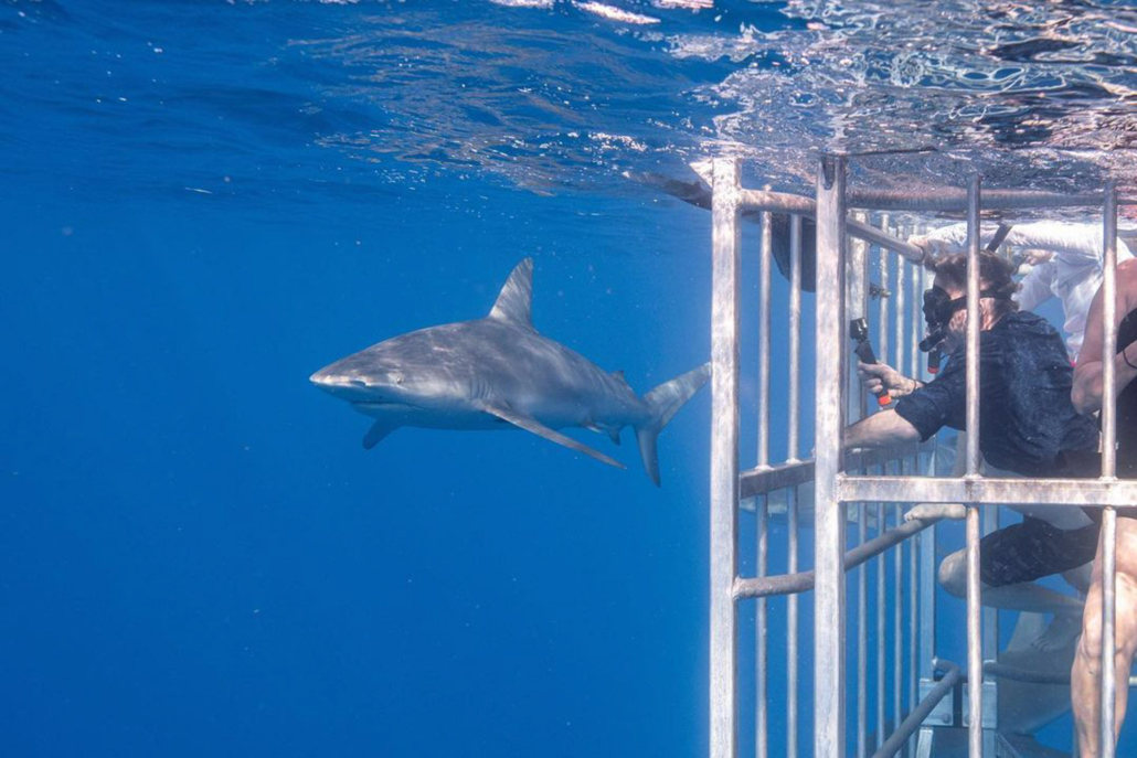 haleiwasharktours oahu shark cage snorkel get close up to majestic shark