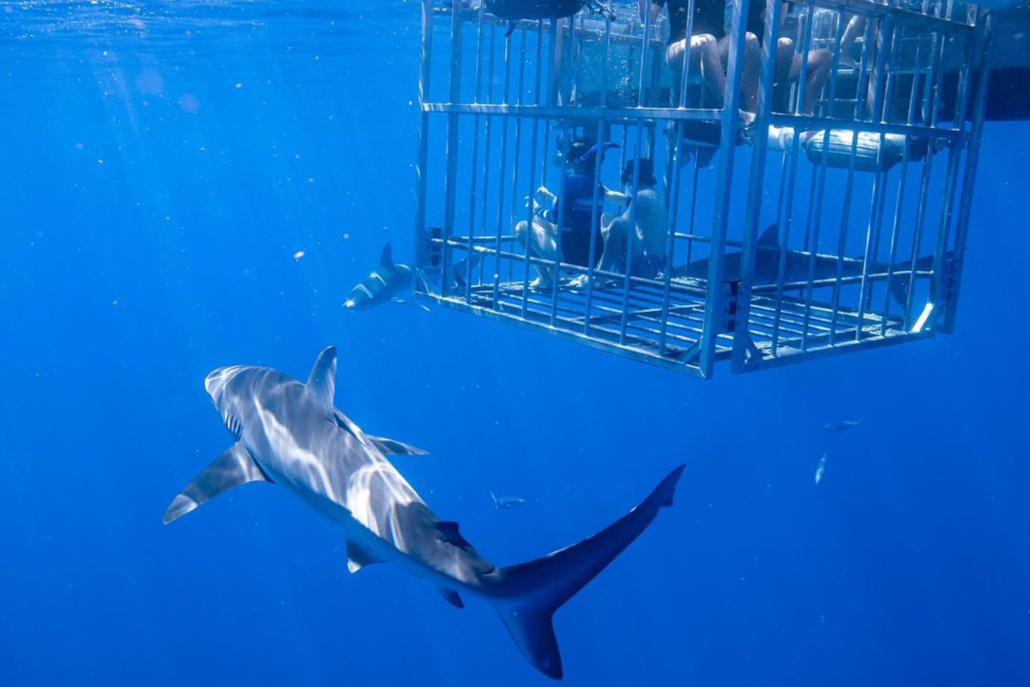 haleiwasharktours oahu shark cage snorkel get close up to shark