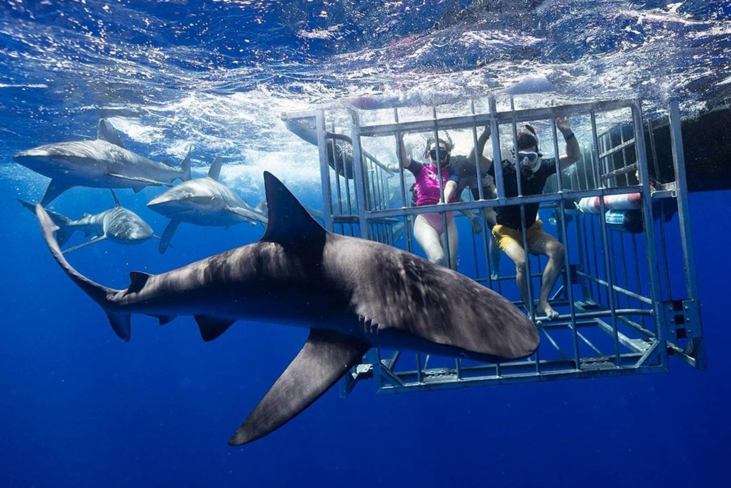 haleiwasharktours oahu shark cage snorkel get up close