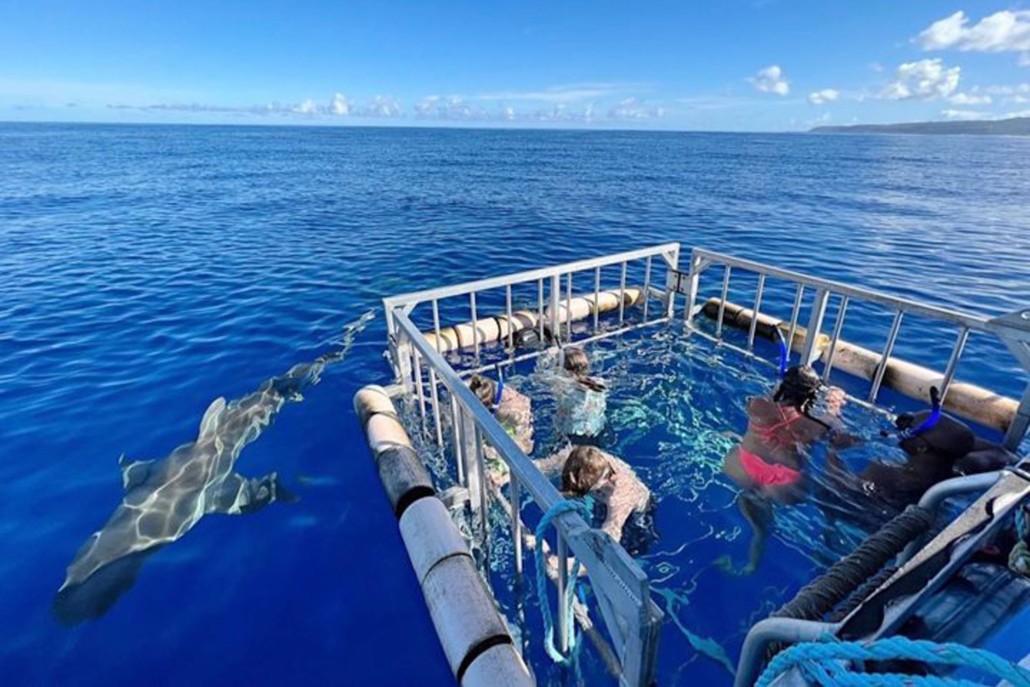 haleiwasharktours oahu shark cage snorkel ride along with friend