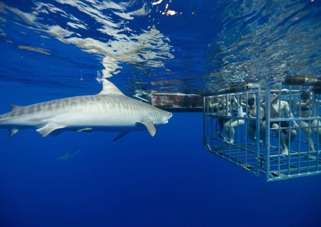 O'ahu Shark Cage Snorkel