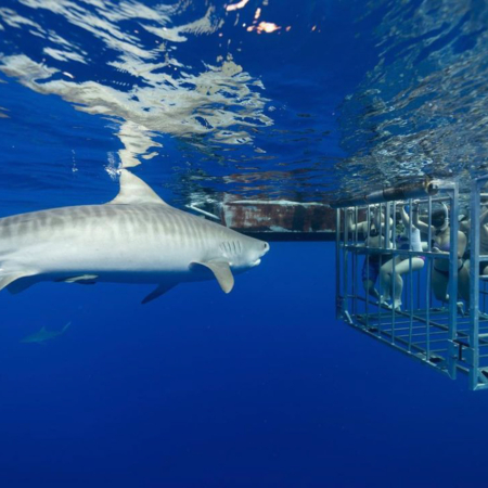 haleiwasharktours oahu shark cage snorkel slide group