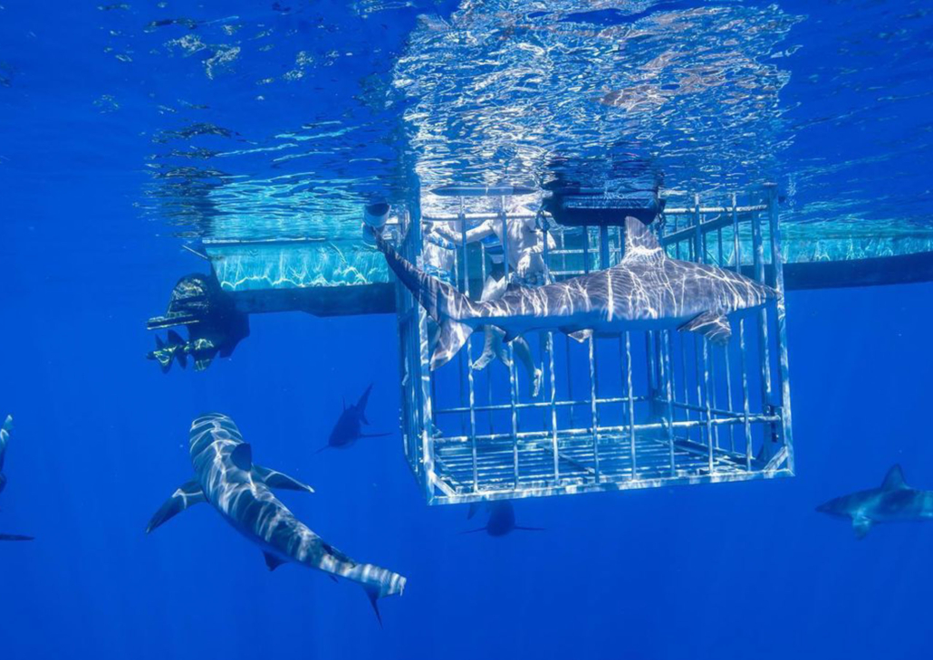 haleiwasharktours oahu shark cage snorkel slide shark close