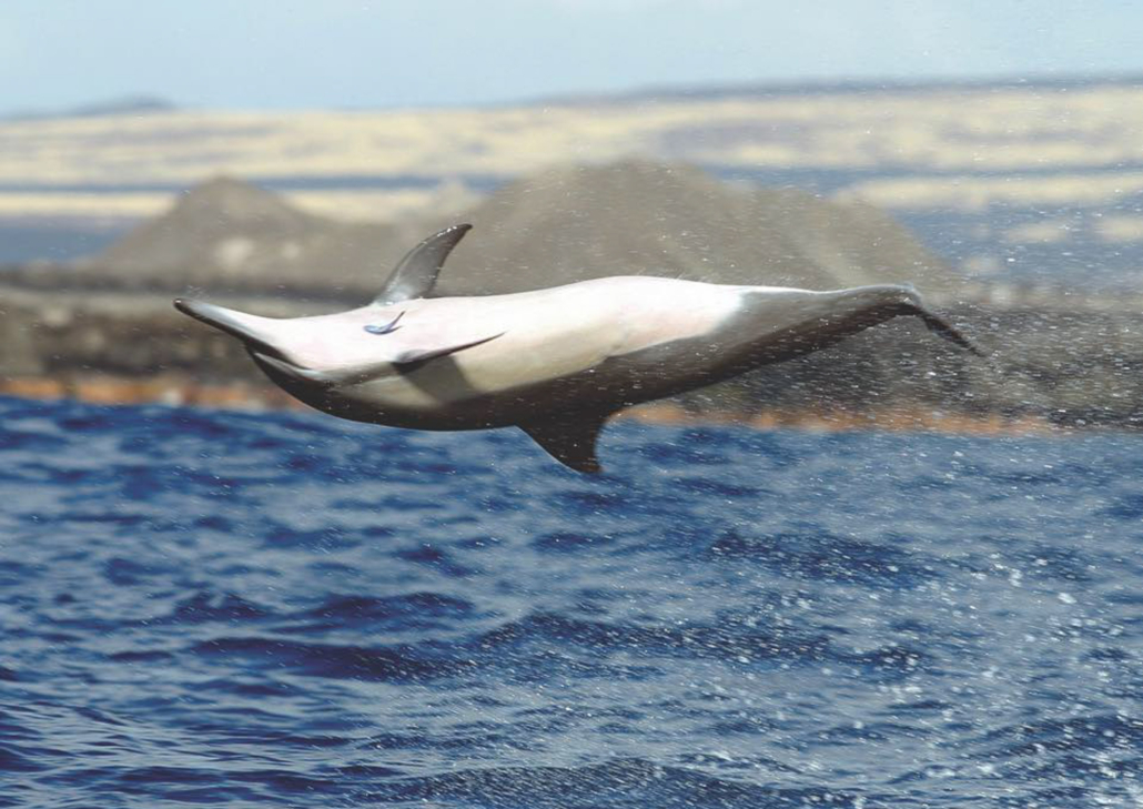 hawaiinautical oahu coastal cocktail cruise slide dolphin