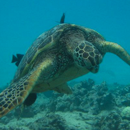 hawaiinautical turtle canyon snorkel expedition big turtle product images