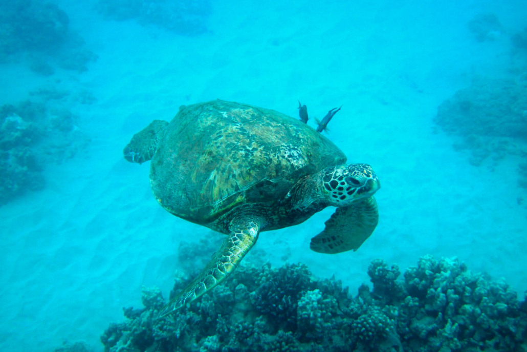 hawaiinautical turtle canyon snorkel expedition header 