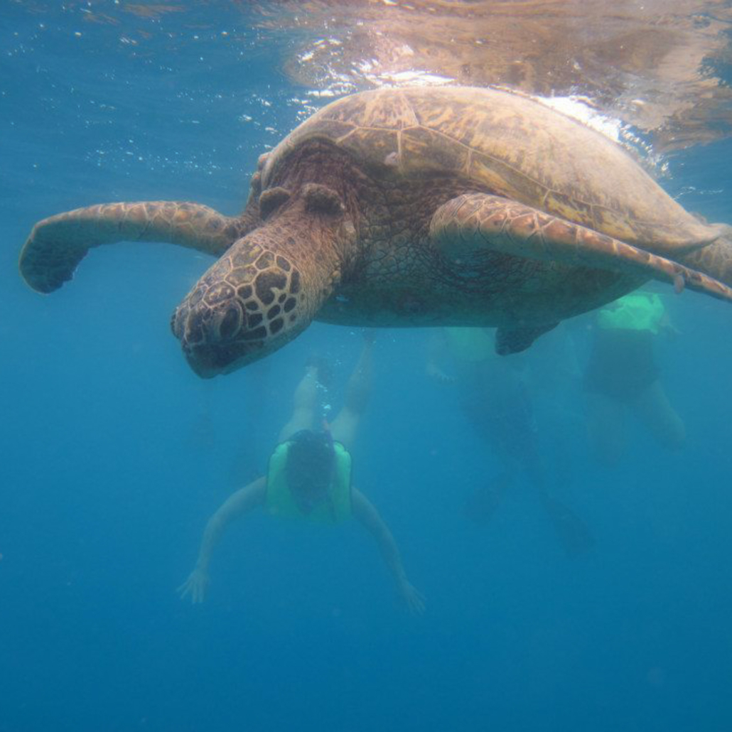 hawaiinautical turtle canyon snorkel expedition swimming with turtle slide