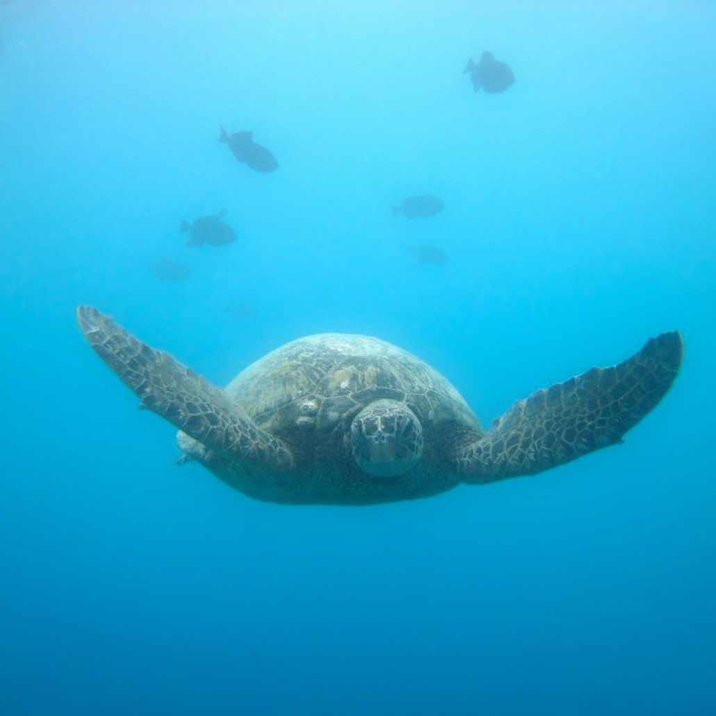 hawaiinautical turtle canyon snorkel expedition turtle slide