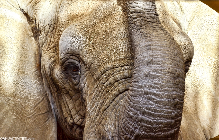 honolulu zoo elephant face