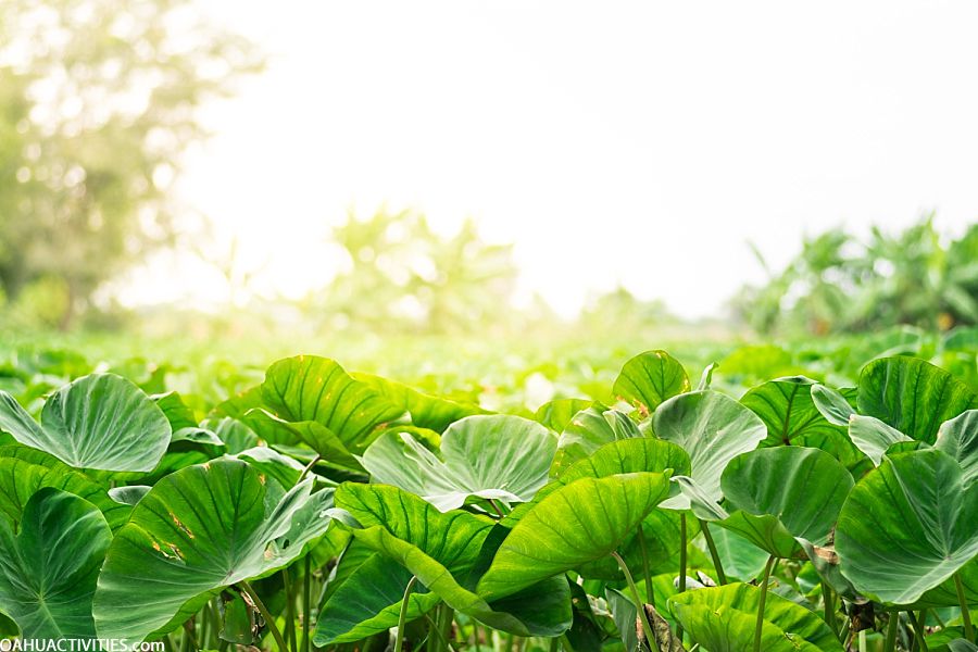 kualoa ranch taro