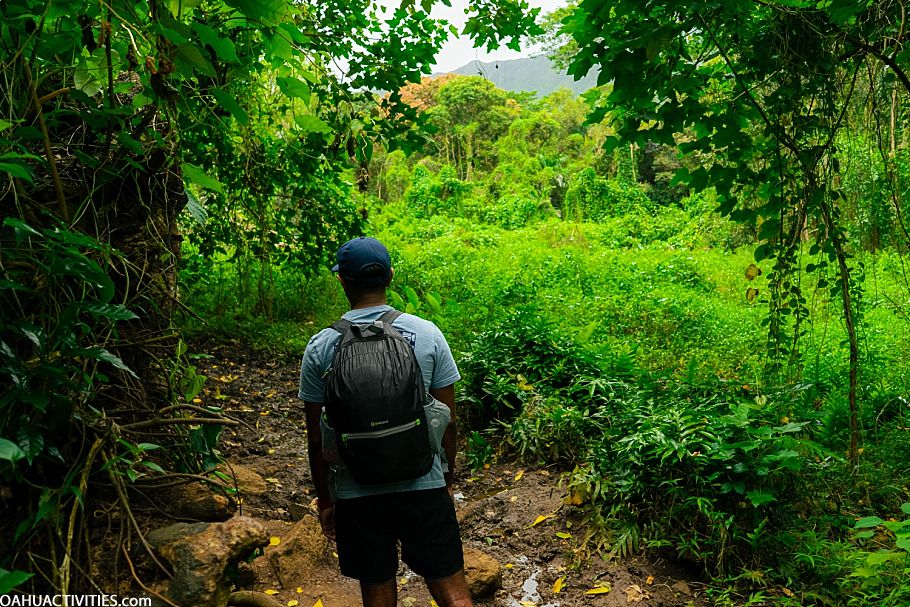 maunawili falls hike