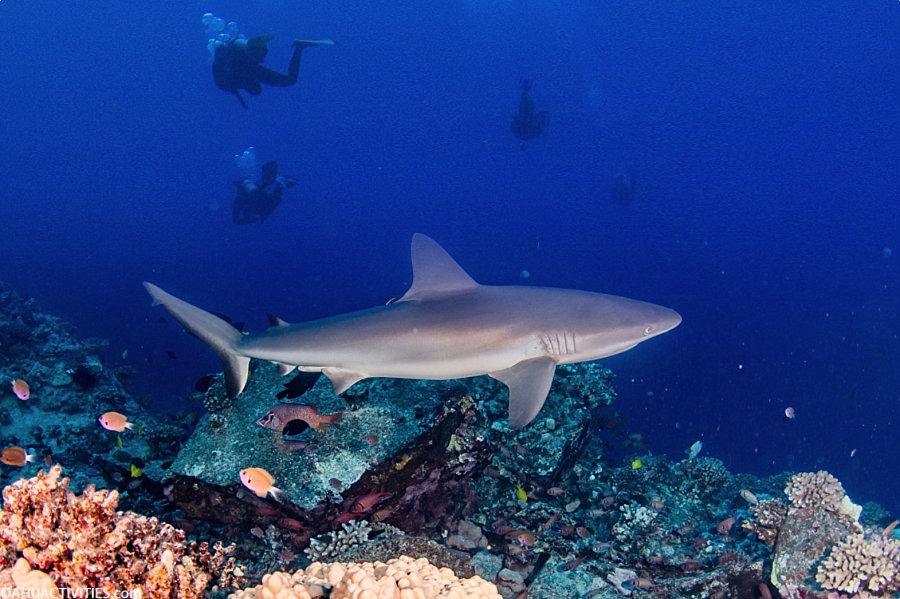 oahu scuba diving reef shark