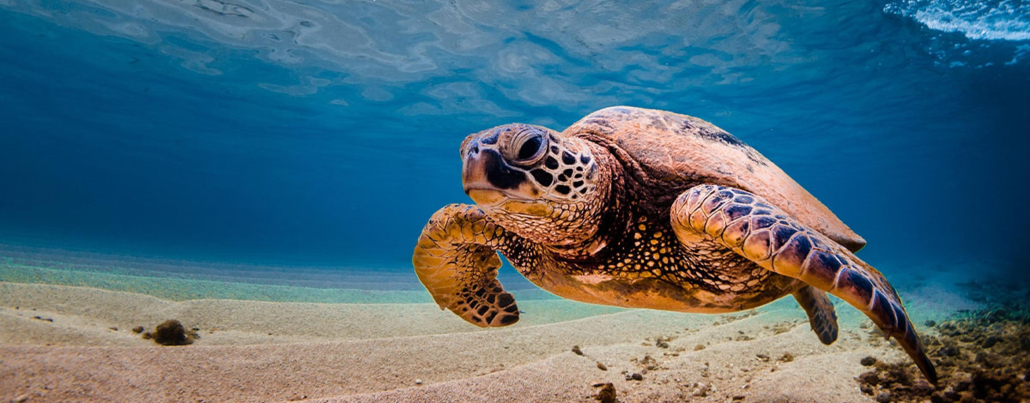 oahu scuba diving turtle seafloor