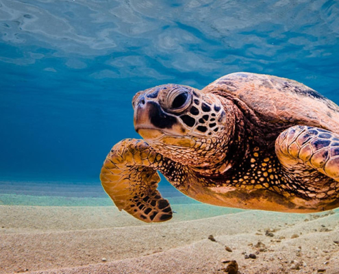 oahu scuba diving turtle seafloor