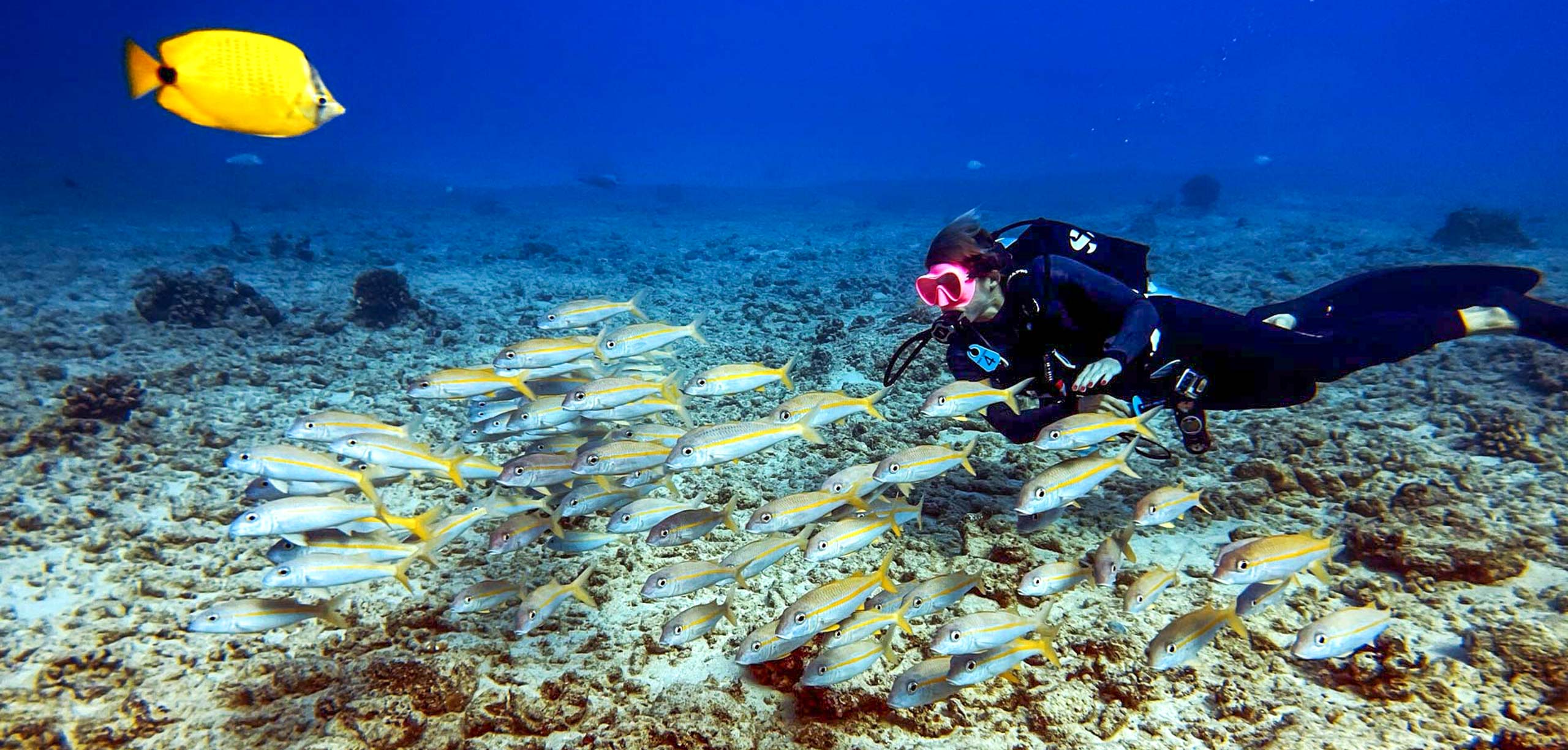 Snorkeling & Diving Adventures Top Things To Do In Oahu