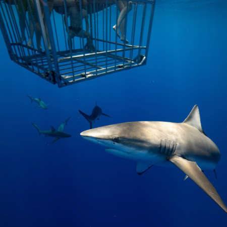 hawaiisharkencounters north shore shark dive tour experience slide