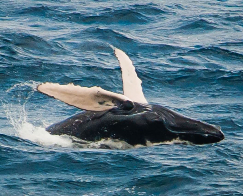 bikehawaii rainforest to reef tour marine life humpback whale