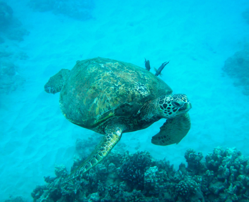 hawaiinautical turtle canyon snorkel expedition header