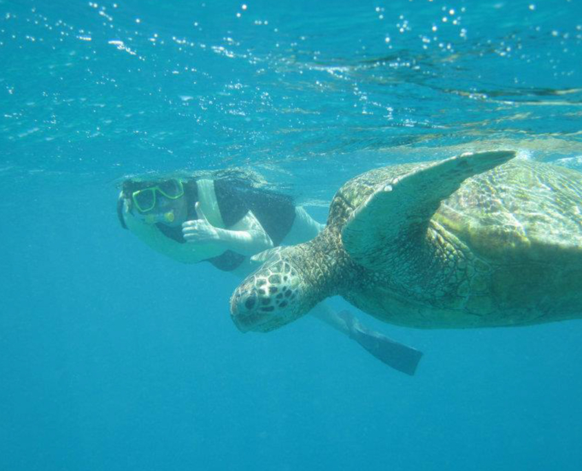 hawaiinautical turtle canyon snorkel expedition snorkel with turtle