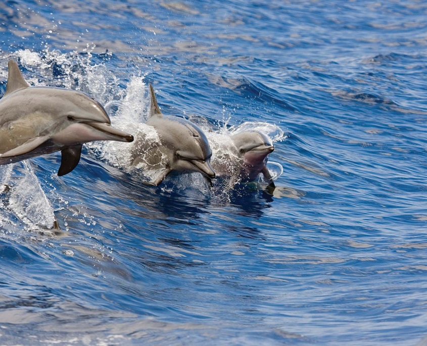 hawaiinautical west oahu dolphin snorkel sail group dolphin