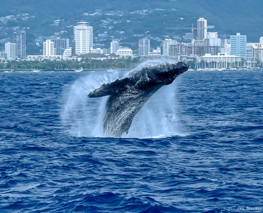 witness majestic humpback whales oahu atlantis adventures
